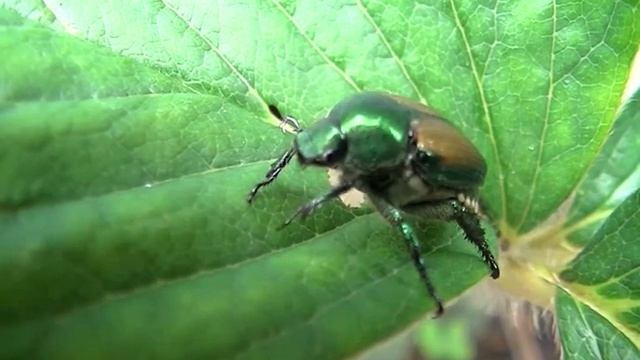 マメコガネ（豆黄金　Popillia japonica）　02