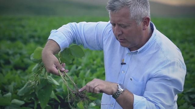 АгроПолігон Океан Інвест: Соя у господарстві «Лампка Агро»