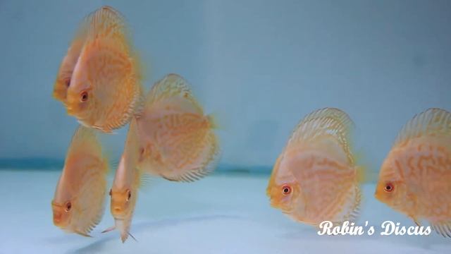 Butterfly Snakeskin Discus Fish babies