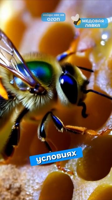 УЛЬИ разных стран?!🍯🐝 #пчелы #факты #здоровье #мёд #пчеловодство #топ #еда #рек #интересно