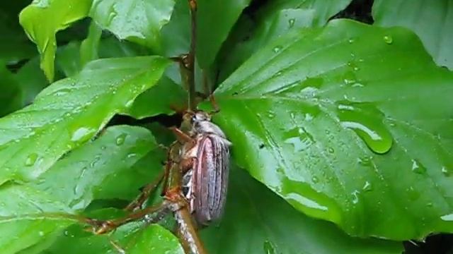 Meikever 2013 Cockchafer 2013
