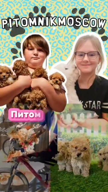 экскурсия питомник пуделей