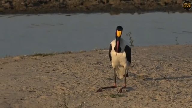 ~ Żabiru afrykański ( Ephippiorhynchus senegalensis ) ~ Afryka Safari