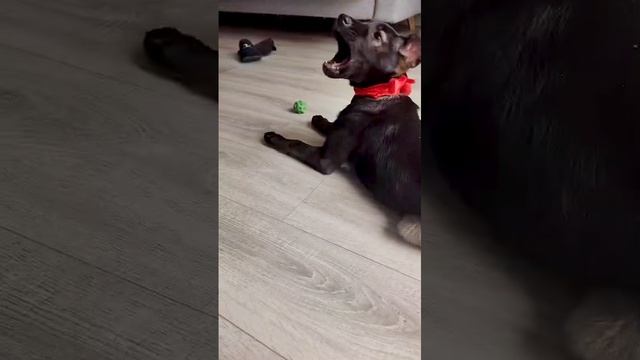 Красотка щенуля Багира ищет семью❤️ 4 месяца