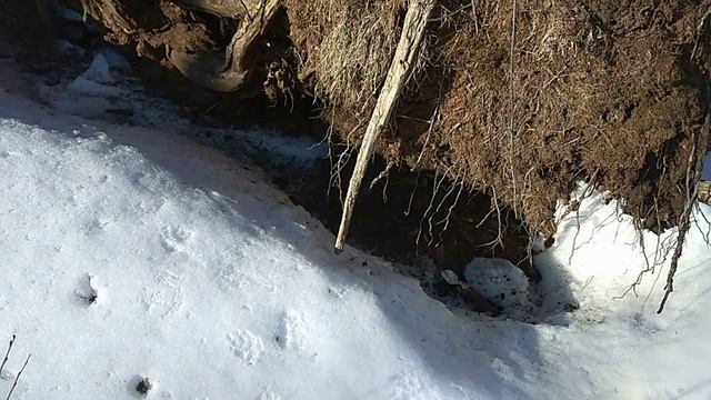 Прогулка по лесу. Бурундук провокатор.