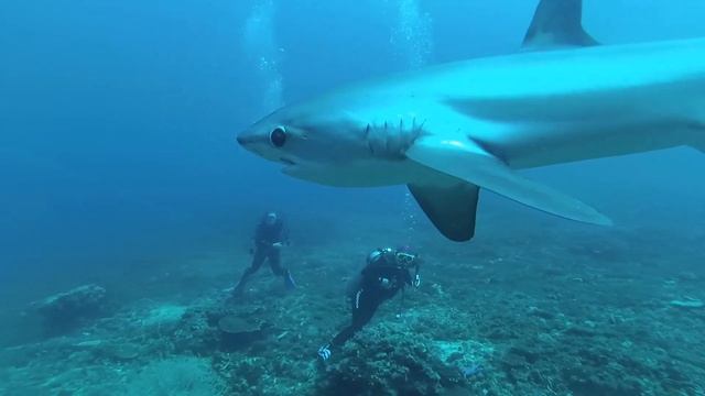 Thresher shark