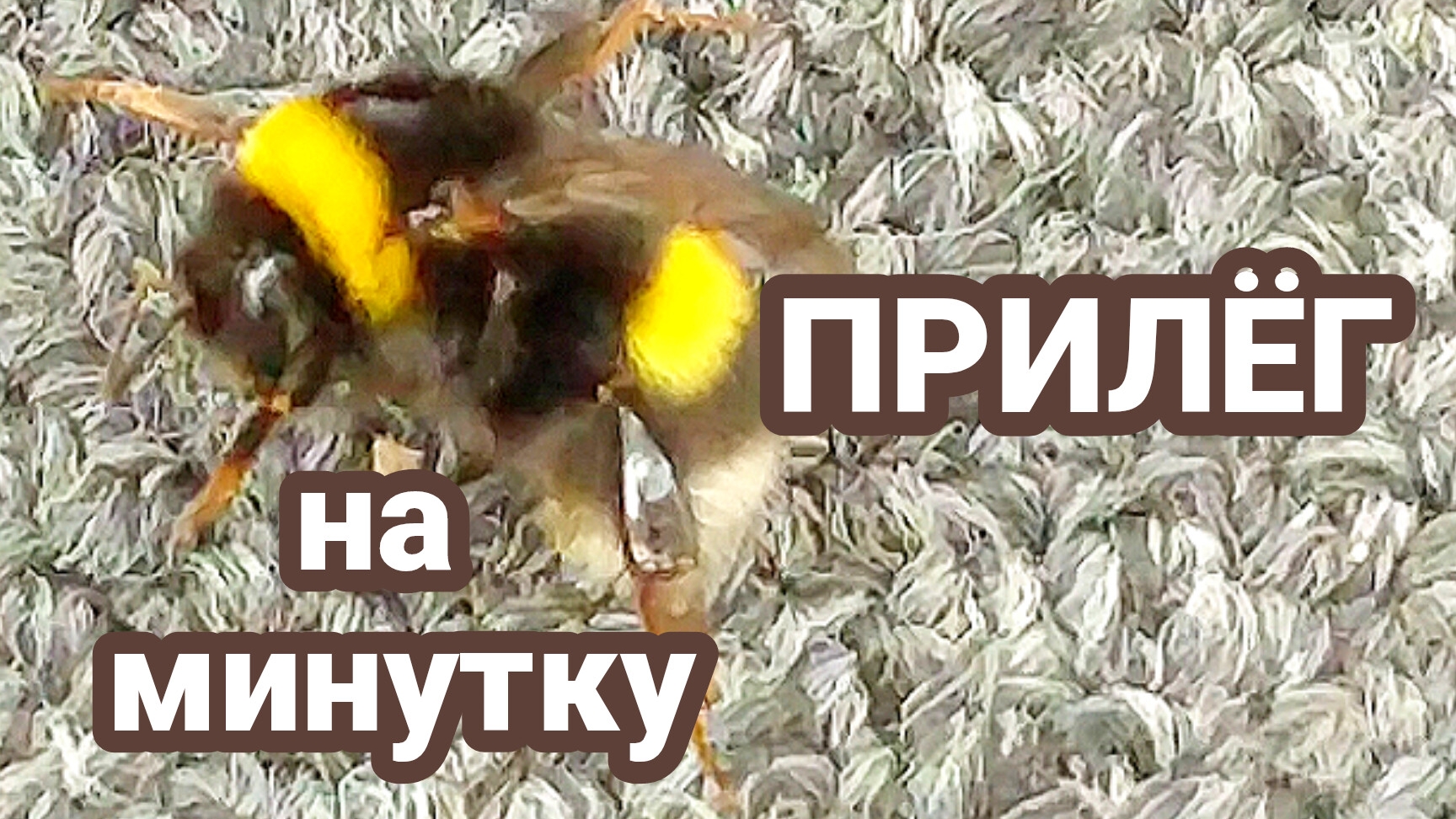 Шмель отдыхает