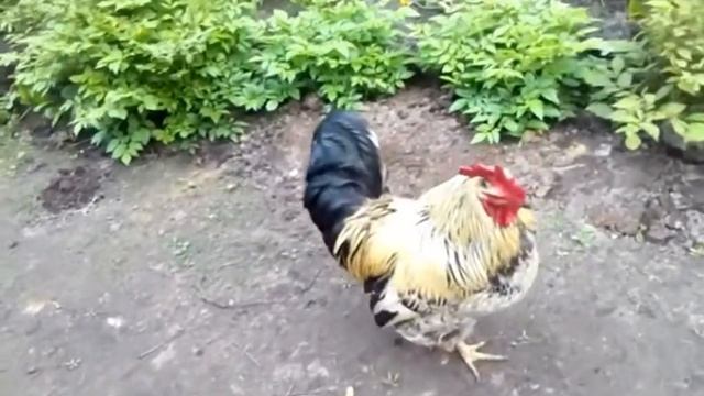 КУКАРЕКУ