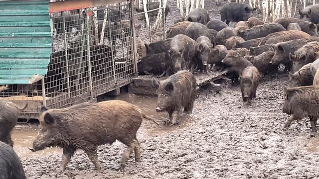 Охота на Кабана