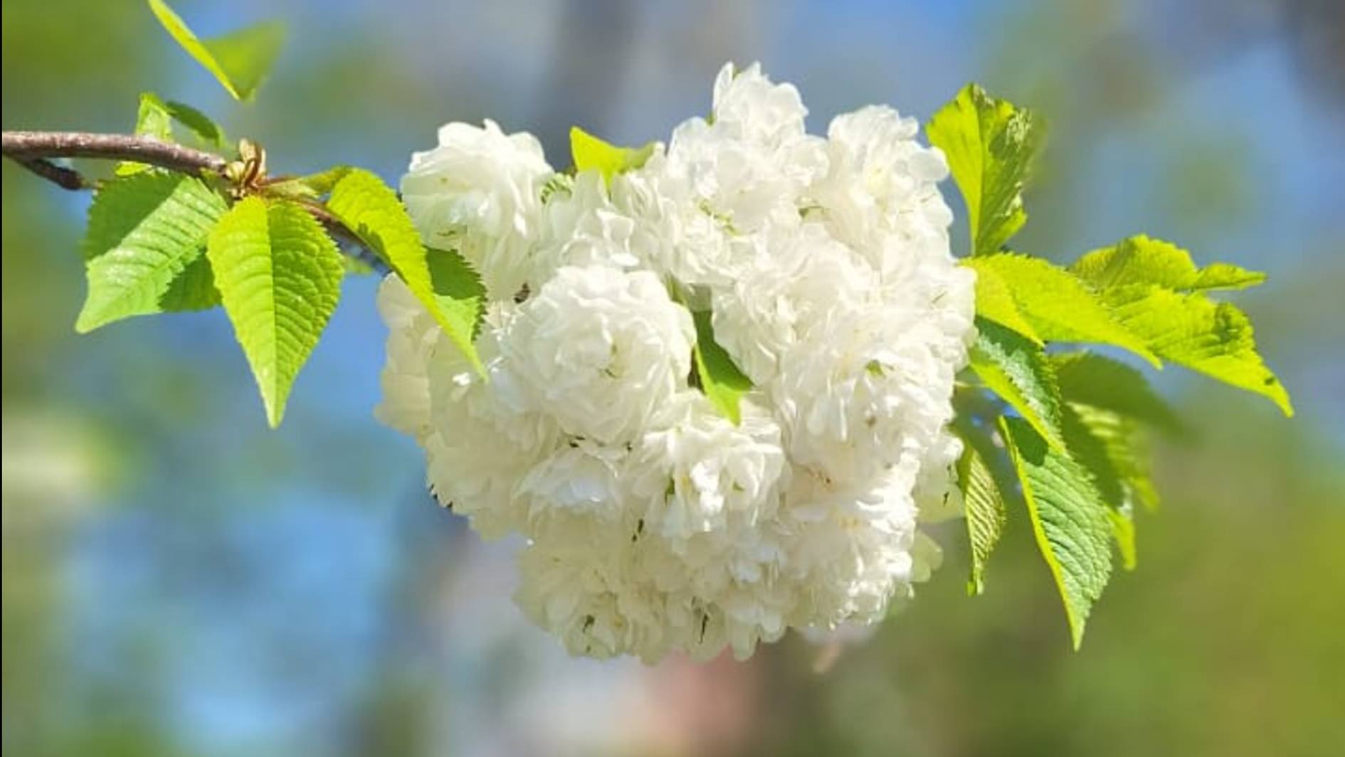 Детская 1-я музыкальная школа им.Данини