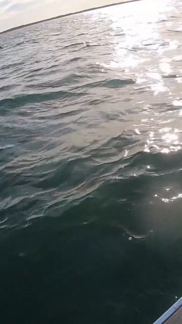 Fisherman gets inked by squid!!