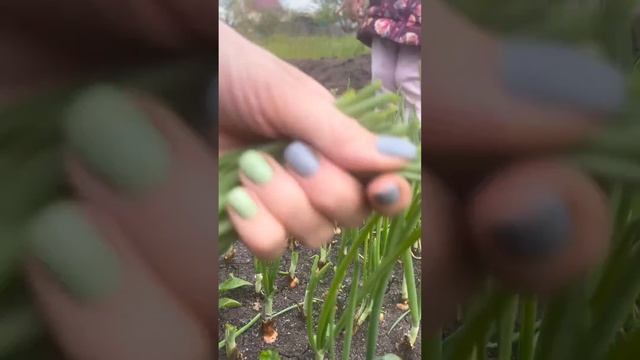 Картофель с куриной печенью🤤