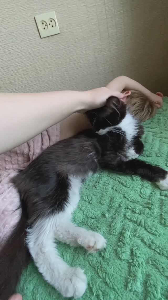 Ласковый котик Кас ищет семью❤️ 2 года, очень миниатюрный