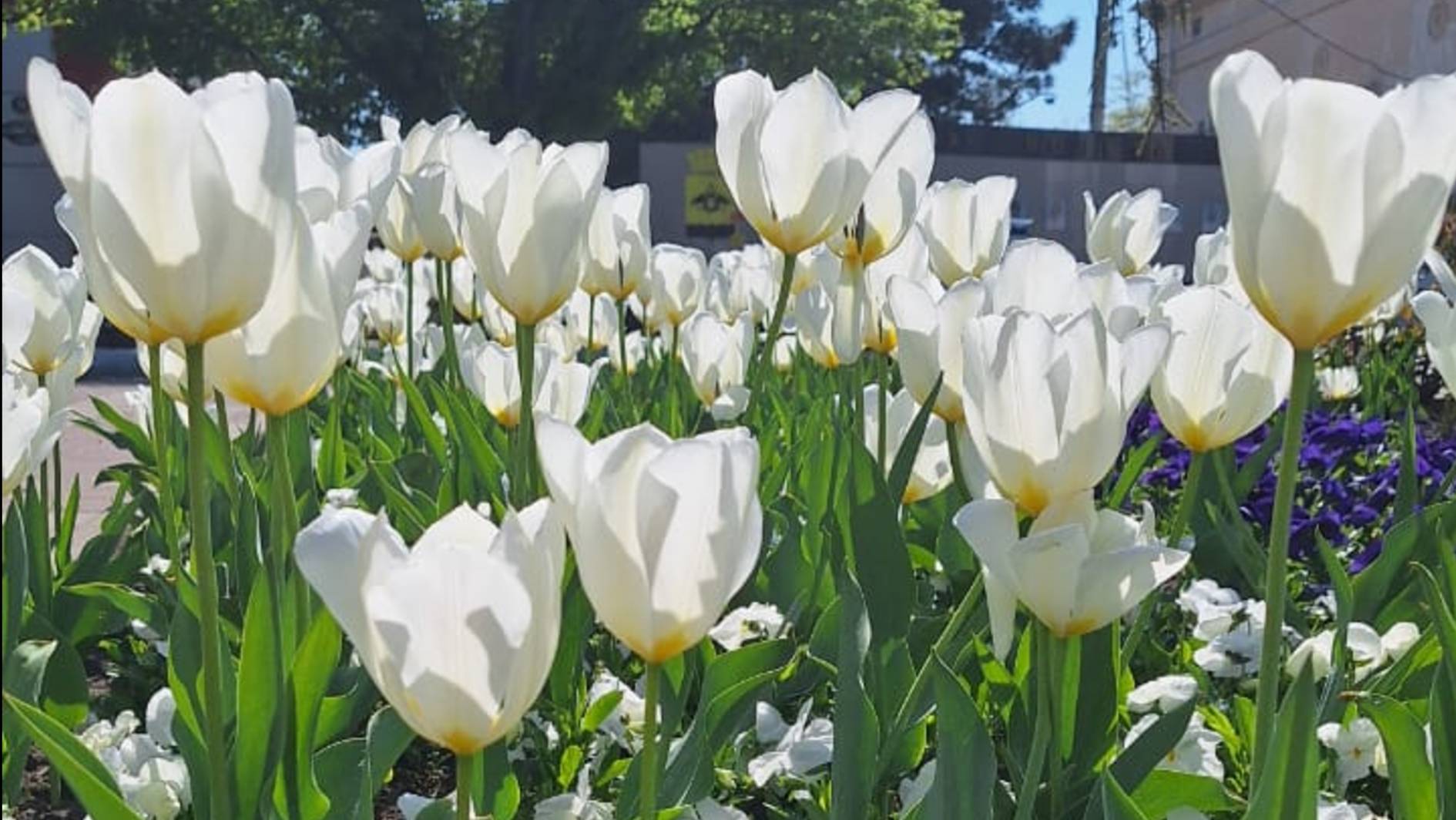 Площадь городского театра