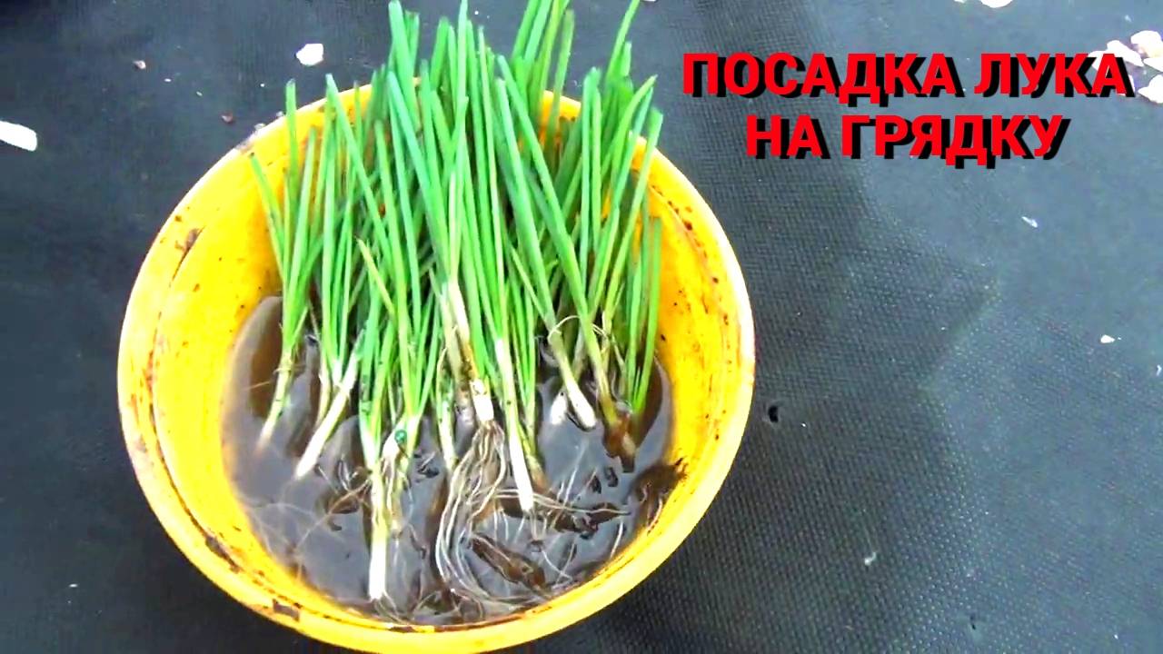 Сажаем лук Эксибишен на грядку.