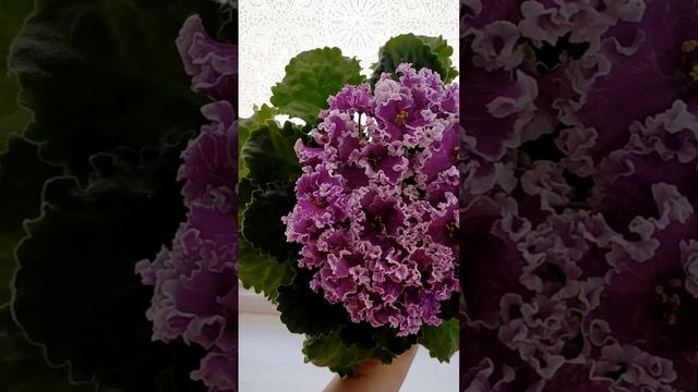 Фиалка АВ Необузданная фантазия