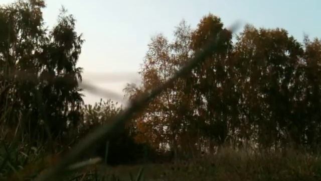 Pepe the owl flying 16 meters