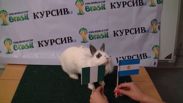 Нигерия - Аргентина, предсказание крольчихи Шнуфель