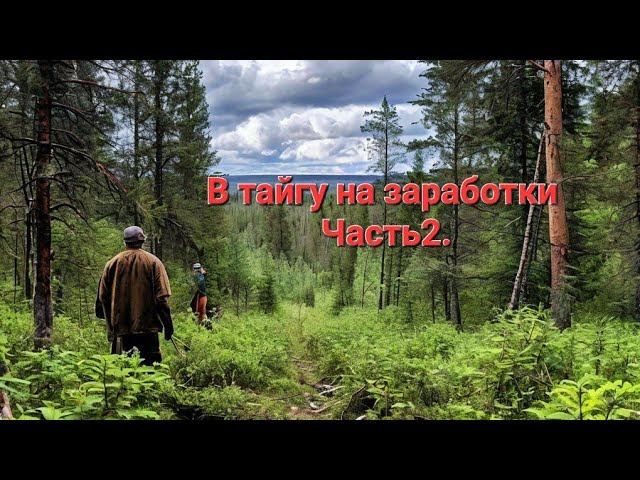 Работаем в тайге.Сбор чаги.Как заработок в деревне. Часть2.