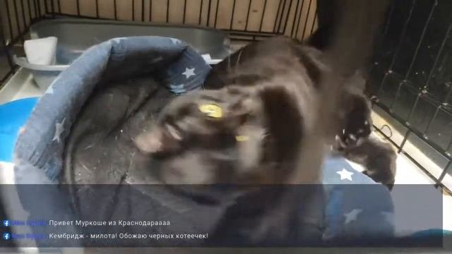 Телеканал "Муркоша"