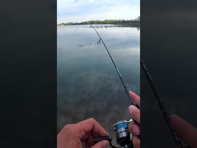 Ловля плотвы на спиннинг ► МОРМЫШИНГ