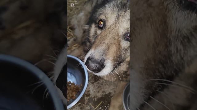 У Серой отказали задние лапки. Срочно нужна помощь