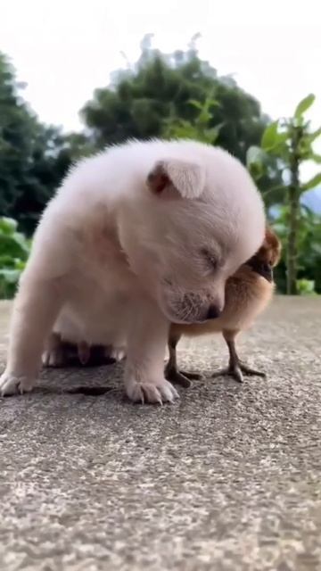 cute 😍 pets wee😘