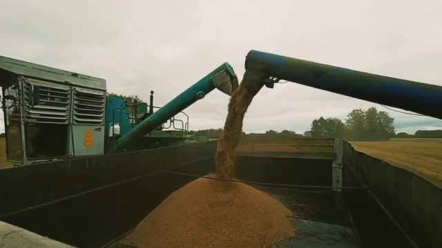 МТЗ 82 погрузка зерна, два Енисея молотят)))