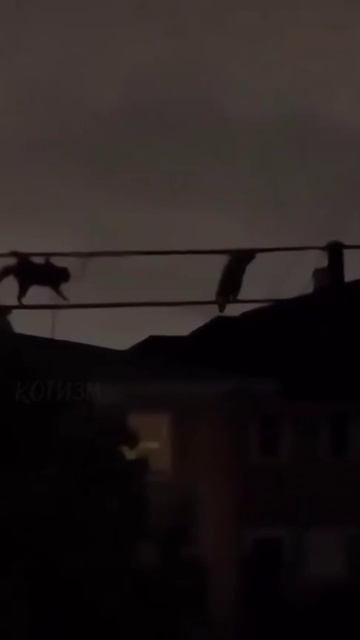 Ночная высадка спецбобров #прикол #прикольно #смех #смешно #милота
