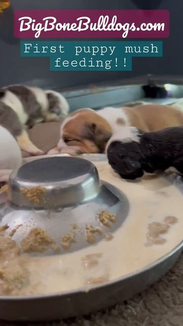 Puppy mush feeding time!! Subscribe to see my recipe! #englishbulldog #puppy #shortspets