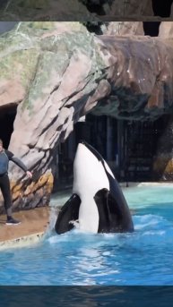 Orkid high five at SeaWorld San Diego