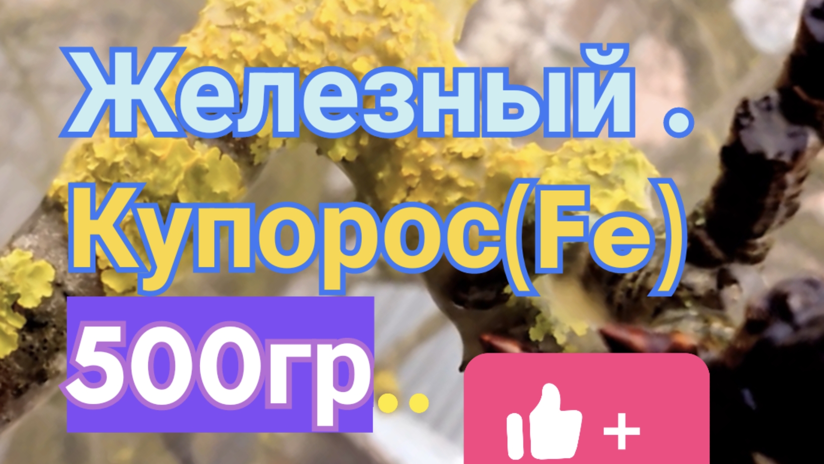Чем удалить мхи и лишайники с деревьев