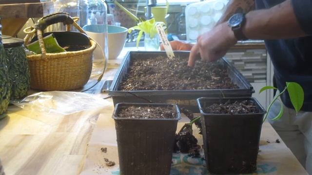 How to sow Trachycarpus wagnerianus Palm seeds