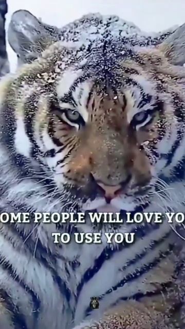 Tiger's attitude//tiger's symbolism