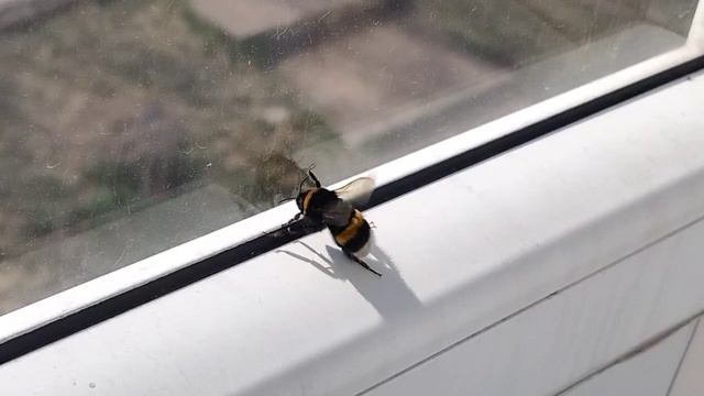 Тепло пришло, все букашки проснулись🐝🐞