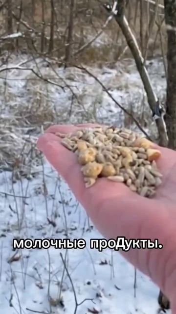 3 ФЕВРАЛЯ ДЕНЬ КОРМЛЕНИЯ ПТИЦ