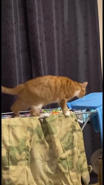 Что ни день, то приключение❗️ #коты #котыприколы #кошки