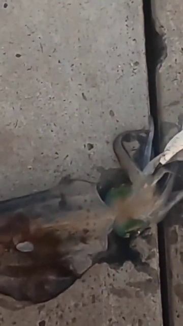Squid Fishing Busselton #shortvideo #fishing #shortsfeed #short #shorts #squid #recipes #shortvideo