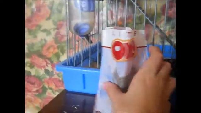 Шиншила в доме I Уход и содержание