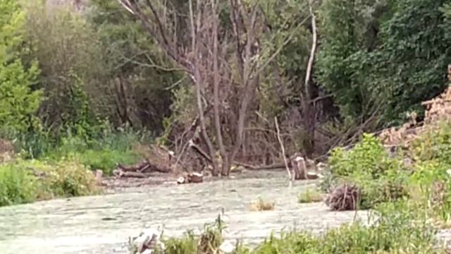 Нобрали воду пруд- кормить Карпов неделю ждем