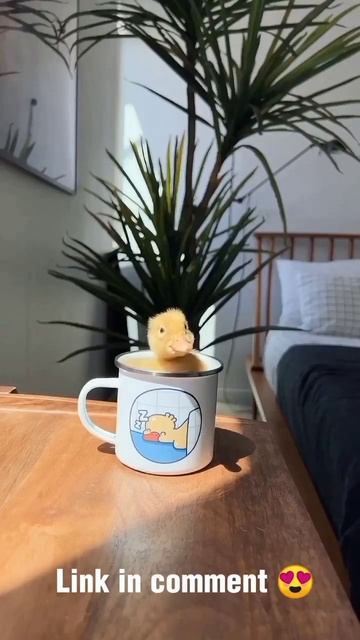 Omg you can't believe That Cute sleepy Duck in Mug 😍😍😭#funny #cute #duck #sleep #animals