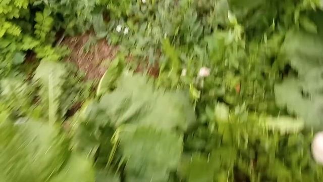 как призвать пончик
