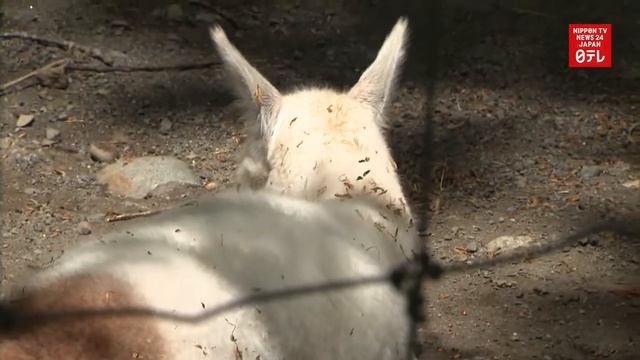 Baby alpaca debuts at zoo in northern Japan