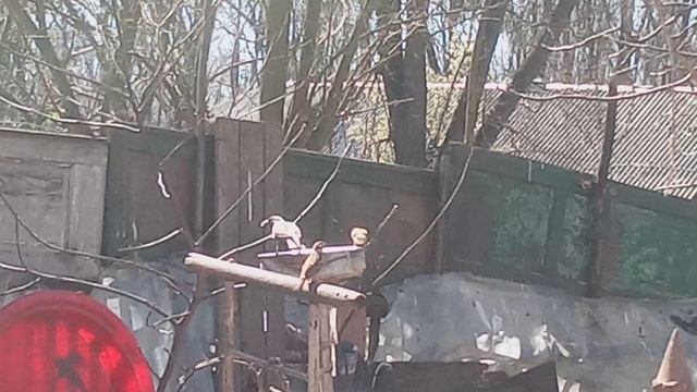 Скворцы оголодали и едят кашу пшеничку с фаршем для собак