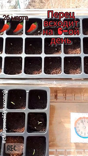 ПЕРЕЦ БЕЗ ПИКИРОВКИ ВСХОДИТ НА 6-ОЙ ДЕНЬ / с Мариной Гусаковой 🌶️26 марта🌶️