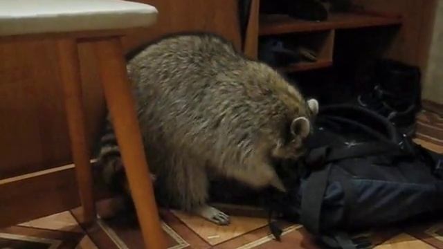 енот и школьный рюкзак