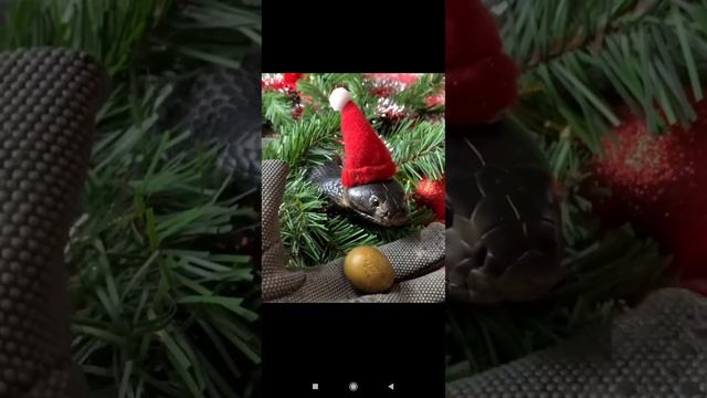 Ручная змея почти