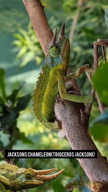 cute little dinosaur,jackson's chemeleon