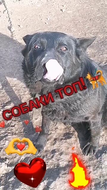 СОБАКИ ТОП!!!