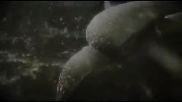 angina.avi